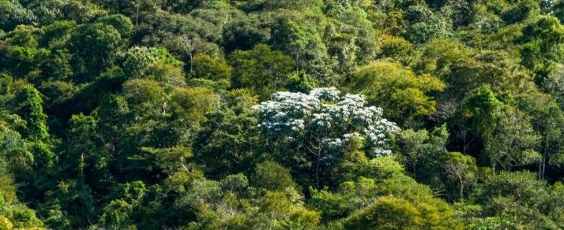Estado do Rio lança megaprograma de reflorestamento com meta de 1,5 milhão de mudas até 2027