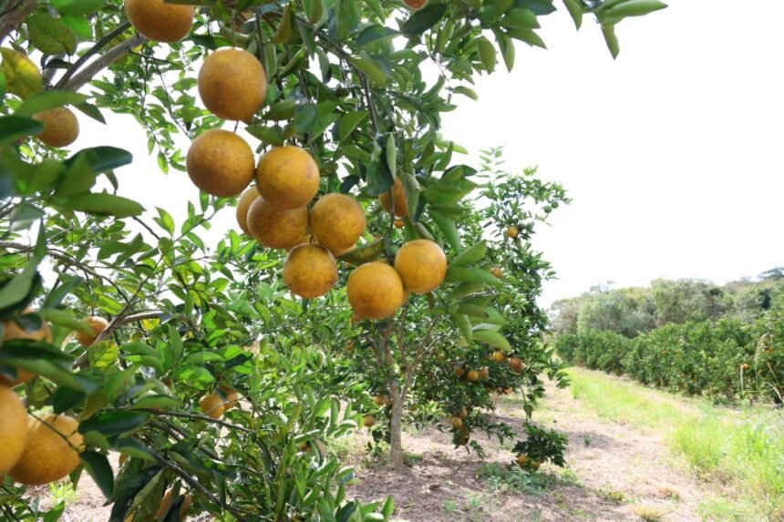 Araruama vai receber o maior encontro de citricultura da Região dos Lagos