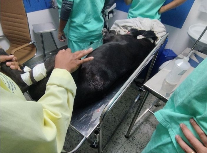 Facções impõem terror: até cachorros são jurados de morte nas comunidades