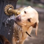 Verão sem sede: Lei obriga instalação de bebedouros para animais em espaços públicos no Rio