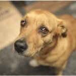 Alerj aprova Código de Direito dos Animais mais moderno do país