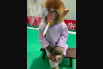 Entretenimento tóxico: dopar animais por likes pode dar 5 anos de prisão