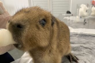 São Gonçalo celebra marco histórico: 4 mil animais devolvidos à natureza