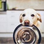 Alerj cria campanha para combater alergia alimentar em animais