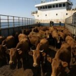 Terror a bordo: quase 3 mil vacas e bezerros agonizam em navio no alto-mar