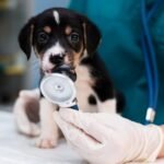 Impostos vão morder tutores e deixar veterinário mais caro com reforma tributária