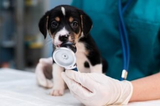 Impostos vão morder tutores e deixar veterinário mais caro com reforma tributária