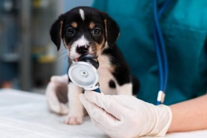Impostos vão morder tutores e deixar veterinário mais caro com reforma tributária
