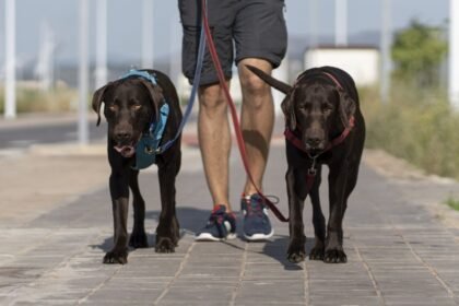 Regras rígidas para passeadores de animais podem reduzir oferta e impactar bolso de tutores
