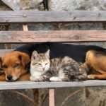 Senado pode aprovar pena de dois a seis anos para quem matar cão ou gato