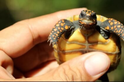 Rio aprova regras rigorosas para adoção de animais silvestres