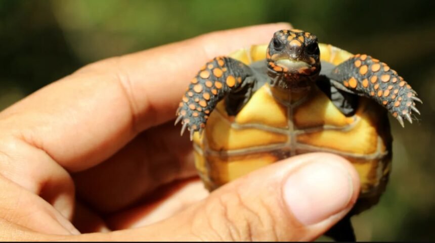 Rio aprova regras rigorosas para adoção de animais silvestres