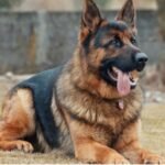 Congresso pode criminalizar uso de cães como seguranças