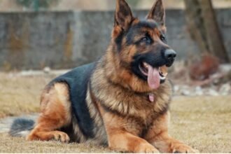 Congresso pode criminalizar uso de cães como seguranças