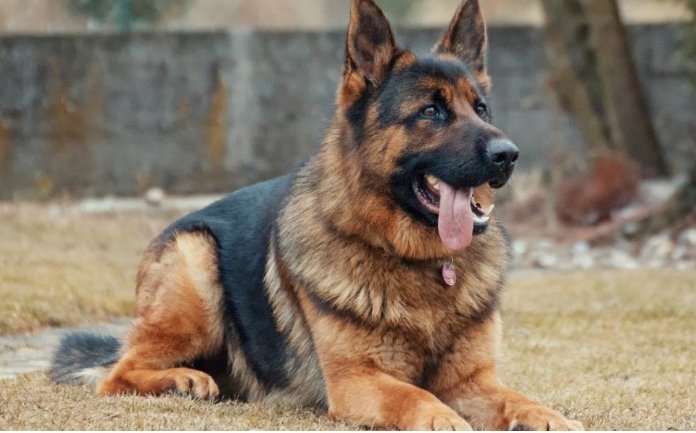 Congresso pode criminalizar uso de cães como seguranças