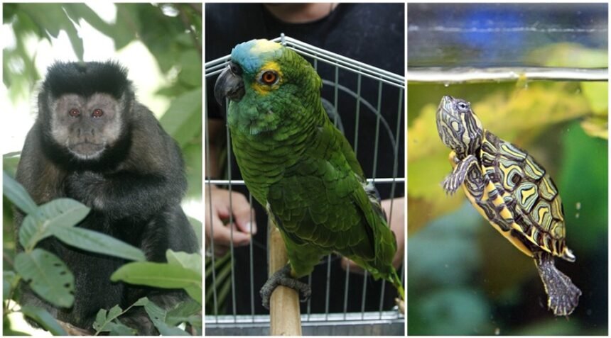 Fim da farra: Rio impõe critérios rígidos para adoção de animais silvestres