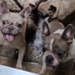 Até quando? Canil clandestino é estourado no Rio e cães são resgatados