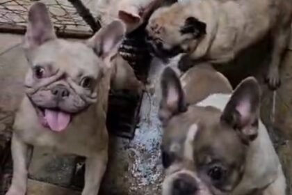 Até quando? Canil clandestino é estourado no Rio e cães são resgatados