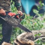 Hipocrisia verde: Prefeitura do Rio autoriza derrubada de quase 40 mil árvores e militância finge não ver