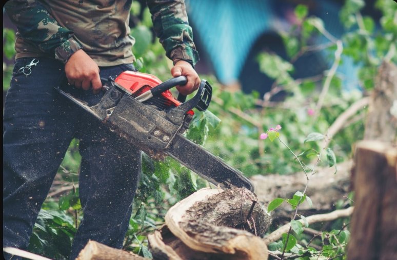 Hipocrisia verde: Prefeitura do Rio autoriza derrubada de quase 40 mil árvores e militância finge não ver