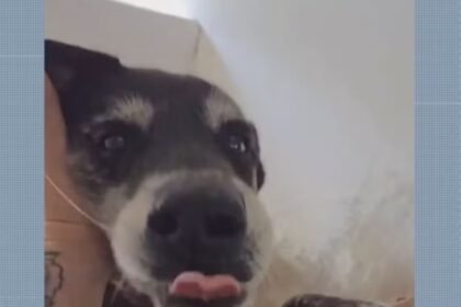 Morte de cão expõe falta de fiscalização a lei que proíbe fogos barulhentos na cidade