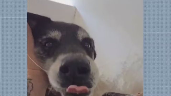 Morte de cão expõe falta de fiscalização a lei que proíbe fogos barulhentos na cidade