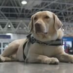 Cão de serviço não é mala: Justiça dá puxão de orelha na TAP e impõe multa salgada