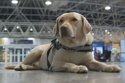 Cão de serviço não é mala: Justiça dá puxão de orelha na TAP e impõe multa salgada