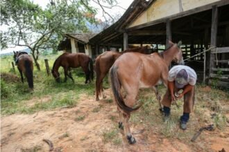 Saquarema celebra tradição e fortalece produtor rural em nova edição do 'Dia do Burro'
