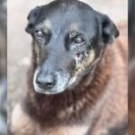 Lei Orelha: já que é tabu punir menores, SC mira bolso dos pais com multas pesadas