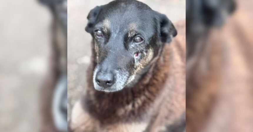 Lei Orelha: já que é tabu punir menores, SC mira bolso dos pais com multas pesadas