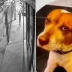 Até quando? Caramelo é morto com 10 tiros em SP só porque latiu