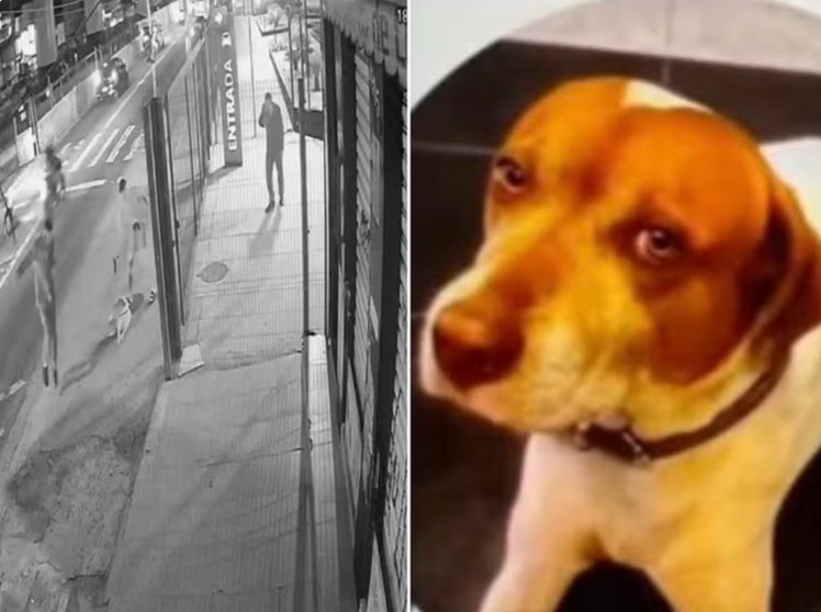 Até quando? Caramelo é morto com 10 tiros em SP só porque latiu