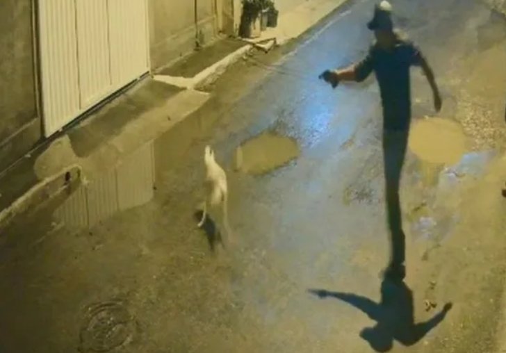 Cachorro é executado a tiros só porque latiu: brutalidade em Magé revolta o país; veja o vídeo