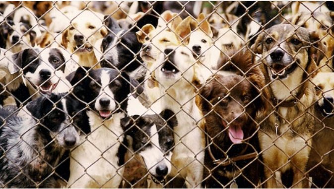 Cães e gatos lotam abrigos no Rio: abandono explode nas férias e punição vira cesta básica!