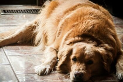 Denúncia no MP acelera na Alerj projeto de lei para regulamentar hotéis pet no Rio