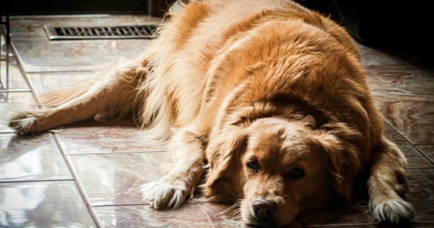 Denúncia no MP acelera na Alerj projeto de lei para regulamentar hotéis pet no Rio