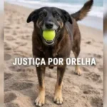 Governador cobra maioridade penal após caso Orelha: 'leis brandas não seguram a barbárie'