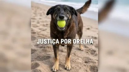 Governador cobra maioridade penal após caso Orelha: 'leis brandas não seguram a barbárie'