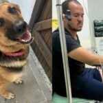 Terror em Niterói: Jacarés soltos, cadela morta, tutor ferido e cadê a prefeitura?