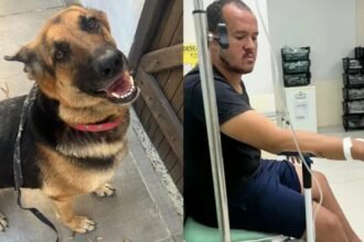 Terror em Niterói: Jacarés soltos, cadela morta, tutor ferido e cadê a prefeitura?