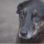 Pelo menos 30 cães e gatos são torturados e mortos todas as noites - para juíza lei é branda demais