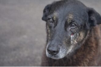 Pelo menos 30 cães e gatos são torturados e mortos todas as noites - para juíza lei é branda demais