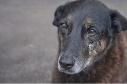 Pelo menos 30 cães e gatos são torturados e mortos todas as noites - para juíza lei é branda demais