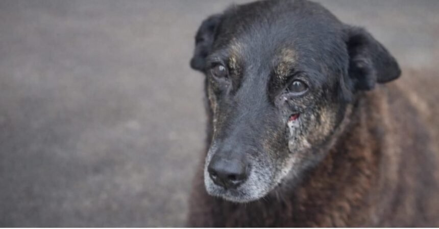 Pelo menos 30 cães e gatos são torturados e mortos todas as noites - para juíza lei é branda demais