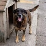 Lei Orelha: Câmara acelera mudança no ECA para punir menores com internação