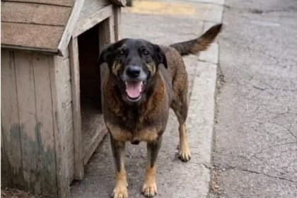 Lei Orelha: Câmara acelera mudança no ECA para punir menores com internação