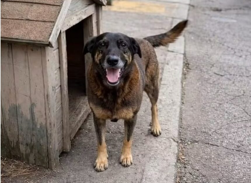 Lei Orelha: Câmara acelera mudança no ECA para punir menores com internação