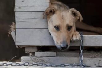 Maus-tratos a animais disparam no Rio: impunidade alimenta estatísticas