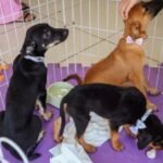 Cães e gatos ganham novos lares na Feira de Adoção de Cabo Frio. Adoções continuam